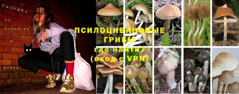 где купить   Тырныауз  Псилоцибиновые грибы Psilocybine cubensis 